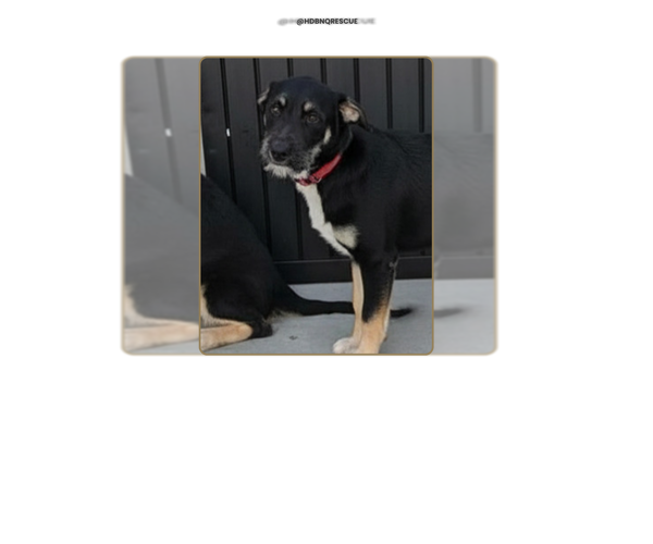 Medium Photo #10 Mutt Puppy For Sale in Pacifica, CA, USA