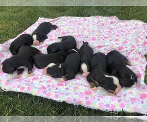 Bernese Mountain Dog Puppy for sale in QUINCY, MI, USA