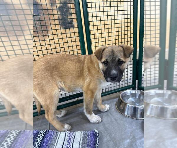 Medium Photo #1 Labrador Retriever-Unknown Mix Puppy For Sale in Calgary, Alberta, Canada