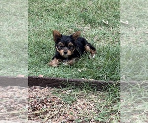 Yorkshire Terrier Puppy for sale in NORMAN, OK, USA