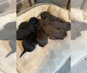 Labrador Retriever Litter for sale in ALBA, TX, USA