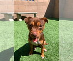 Small #4 American Staffordshire Terrier-Chihuahua Mix