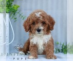 Small #3 Goldendoodle (Miniature)