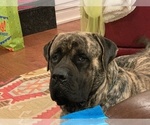 Small Photo #1 Mastiff Puppy For Sale in LELAND, NC, USA