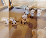Small Photo #9 Golden Retriever Puppy For Sale in DAKOTA, MN, USA