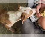 Small #5 American Pit Bull Terrier-Australian Shepherd Mix