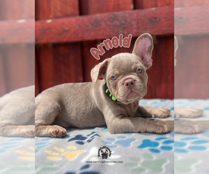 French Bulldog Puppy for sale in SACRAMENTO, CA, USA
