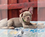 Small French Bulldog