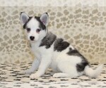 Small #2 Pomsky