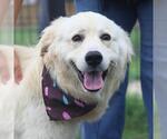 Small Golden Retriever Mix