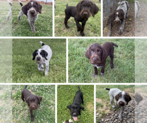 German Wirehaired Pointer Litter for sale in ALBANY, OR, USA