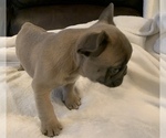 Small Photo #15 French Bulldog Puppy For Sale in JOHNS ISLAND, SC, USA