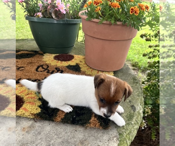 Medium Photo #1 Jack Russell Terrier Puppy For Sale in NASHVILLE, NC, USA