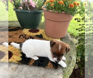 Jack Russell Terrier Puppy for sale in NASHVILLE, NC, USA