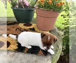 Small Jack Russell Terrier
