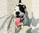 Small American Pit Bull Terrier-Bulldog Mix