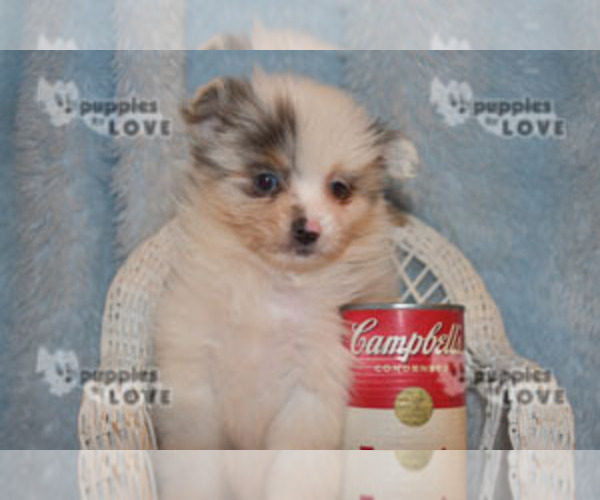 Medium Photo #17 Pomeranian Puppy For Sale in SANGER, TX, USA