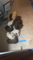 Labrador Retriever Puppy for sale in AYLETT, VA, USA