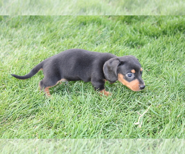 Medium Photo #14 Dachshund Puppy For Sale in BLOOMINGTON, IN, USA