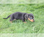 Small Photo #14 Dachshund Puppy For Sale in BLOOMINGTON, IN, USA