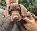 Small Photo #9 Labrador Retriever Puppy For Sale in MARYVILLE, TN, USA