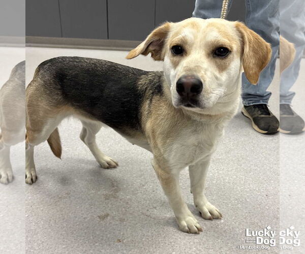 Medium Photo #3 Labrador Retriever-Unknown Mix Puppy For Sale in Washington, DC, USA
