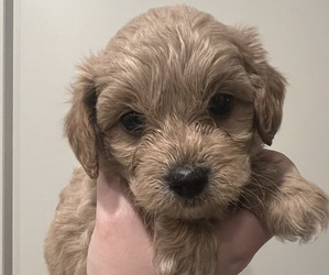 Cavapoo Puppy for sale in BIGGERS, AR, USA