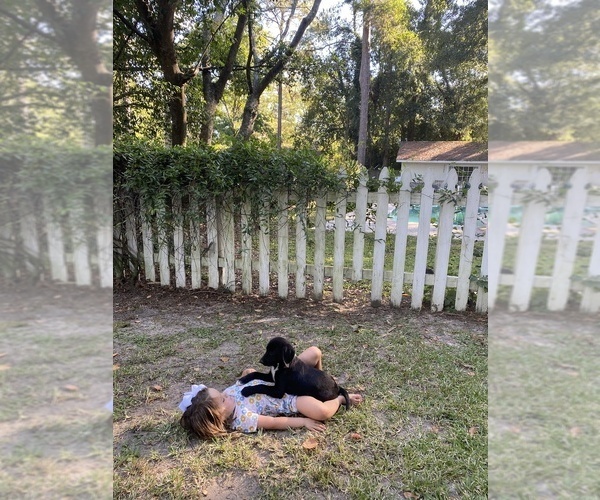 Medium Photo #5 Golden Labrador Puppy For Sale in MIDWAY, GA, USA