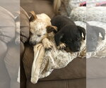 Small #4 Collie Mix