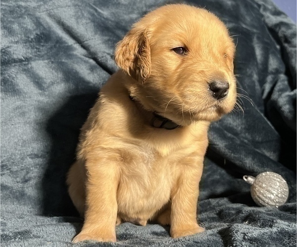 Medium Photo #5 Golden Retriever Puppy For Sale in MODESTO, CA, USA