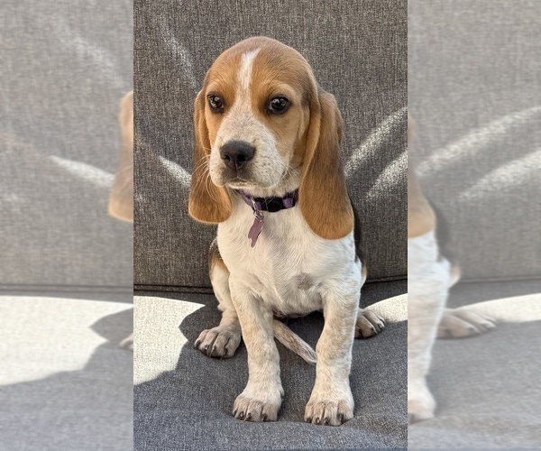 Medium Photo #1 Beagle Puppy For Sale in COLORADO SPRINGS, CO, USA