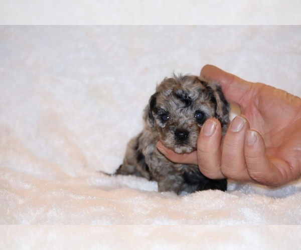 Medium Photo #16 Poodle (Toy) Puppy For Sale in DYERSBURG, TN, USA