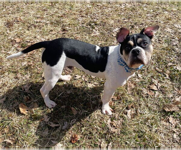 Medium Photo #4 Bulldog-Unknown Mix Puppy For Sale in St. Louis Park, MN, USA