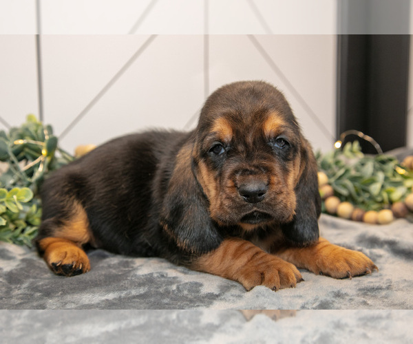 Medium Photo #1 Basset Hound Puppy For Sale in FRESNO, OH, USA