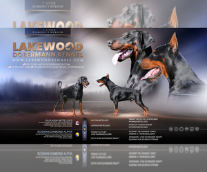 Doberman Pinscher Litter for sale in FORT LAUDERDALE, FL, USA