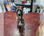 Small #12 Catahoula Leopard Dog Mix