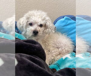 Poodle (Miniature)-Unknown Mix Dogs for adoption in Corona, CA, USA
