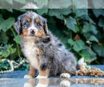 Small #1 Bernedoodle (Miniature)