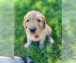 Small Photo #4 Goldendoodle Puppy For Sale in Wichita, KS, USA