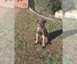 Small #2 Belgian Malinois