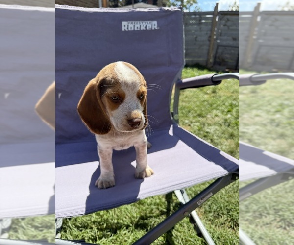 Medium Photo #1 Beagle Puppy For Sale in BELLEFONTAINE, OH, USA