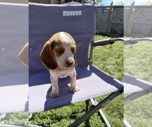 Beagle Puppy for sale in BELLEFONTAINE, OH, USA