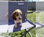 Small Beagle