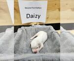 Puppy Daizy English Setter