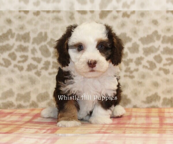 Medium Photo #2 Miniature Bernedoodle Puppy For Sale in DENVER, PA, USA