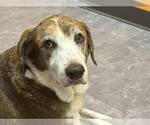 Small Labrador Retriever Mix