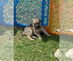 Shepradors Puppy for sale in SALUDA, SC, USA