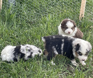 Miniature Australian Shepherd Puppy for Sale in LARKSPUR, Colorado USA