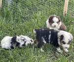 Small Miniature Australian Shepherd