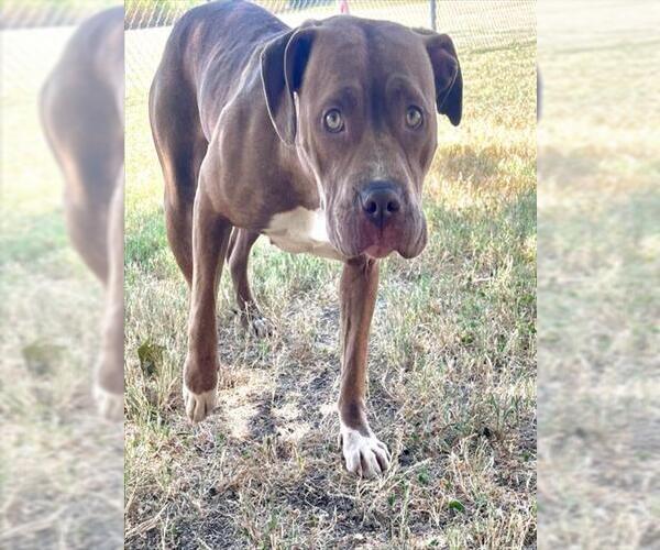 Medium Photo #2 Mutt Puppy For Sale in Tulsa, OK, USA